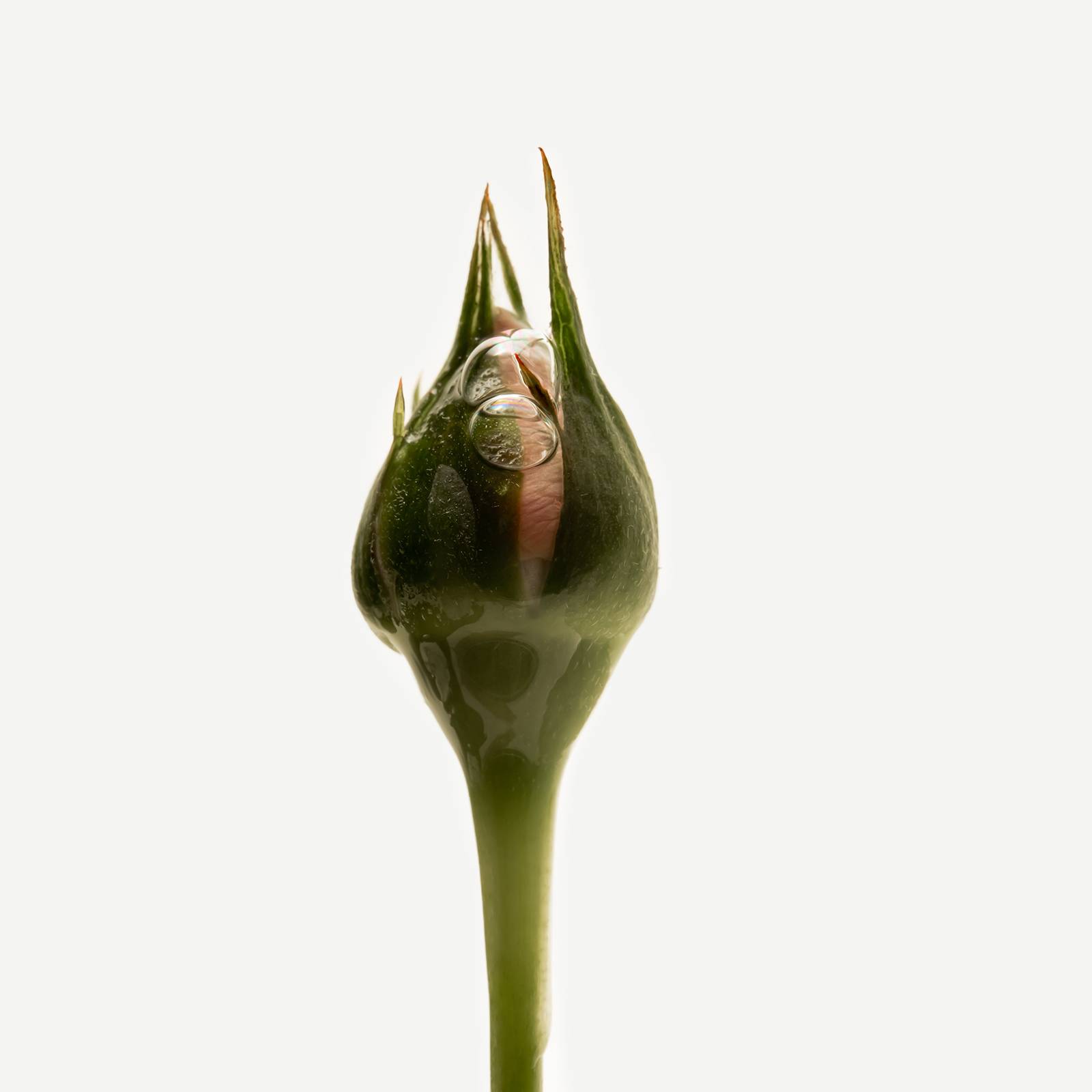 P61 - Assemblage botanique purifiant<br>à la pivoine