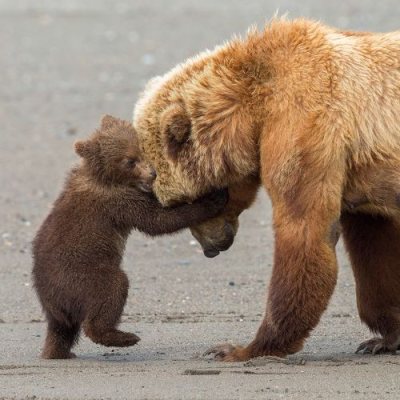 Bear Hug Card