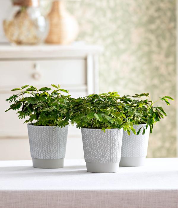 Sinnpflanze - Mimosa pudica