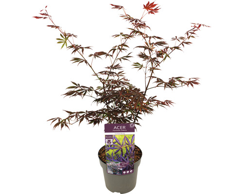 Japanse esdoorn Acer palmatum 'Trompenburg' H 50-60 cm Co 3 L