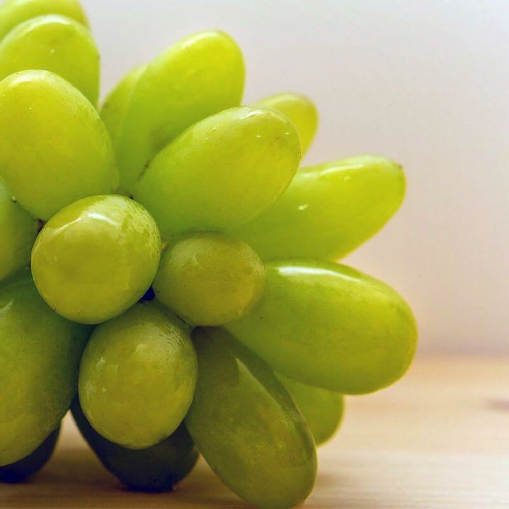 Vigne 'cornichon blanc' - conteneur 3l