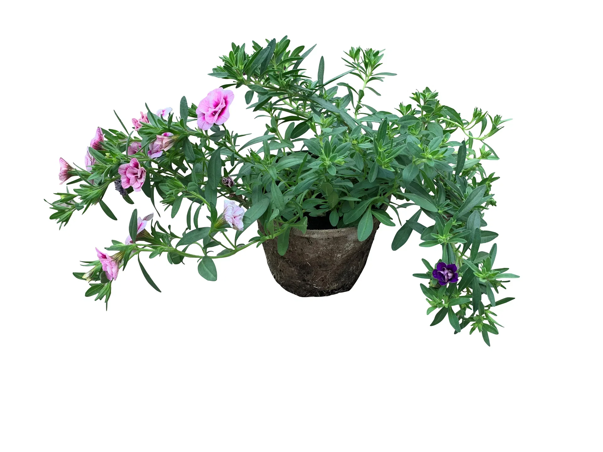 Calibrachoa Romantic G. Småpetunia Ø12 cm