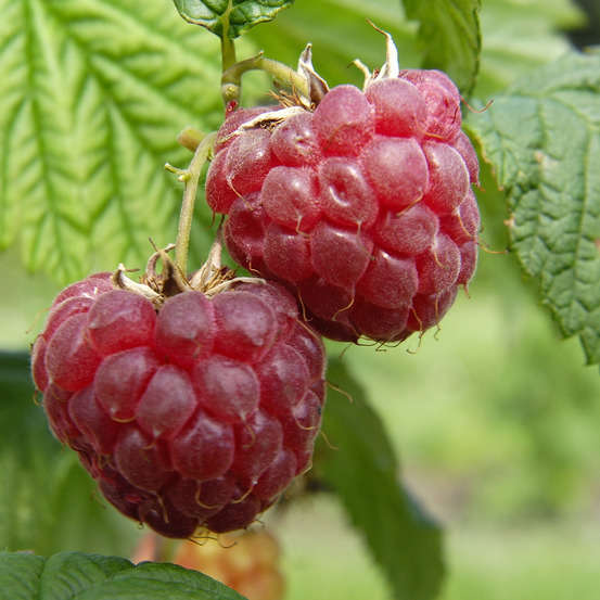 Framboisier 'Glen Ample' bio : pot de 3 litres