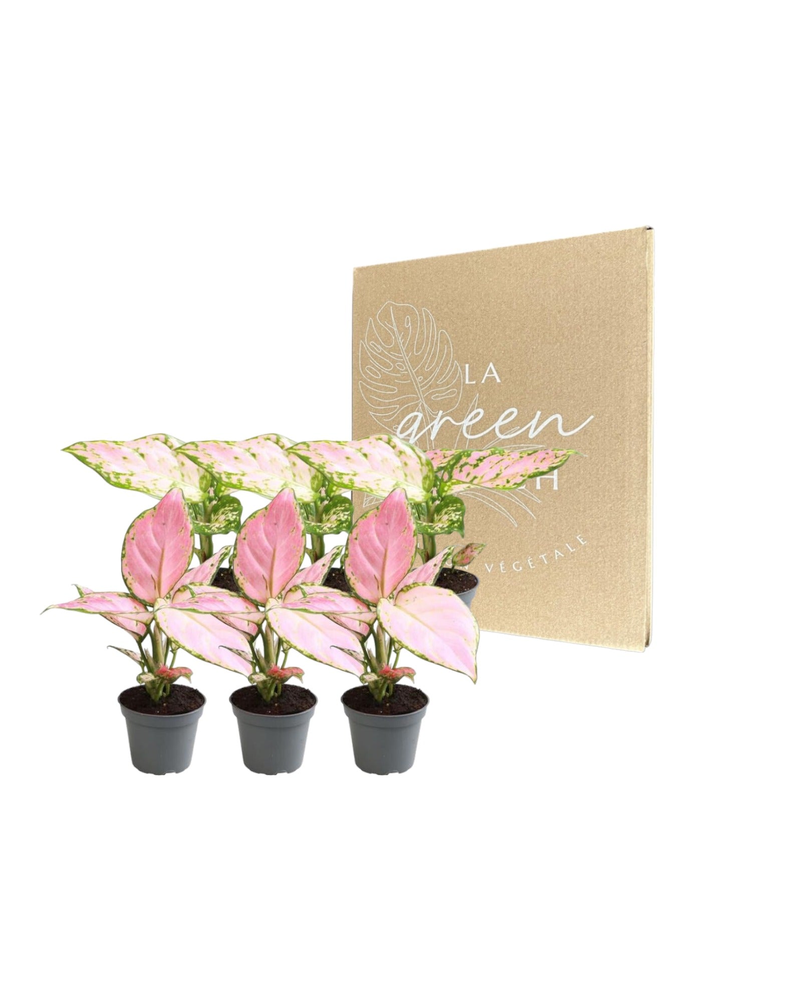 Plante d'intérieur - coffret aglaonema - lot de 6 plantes 12cm