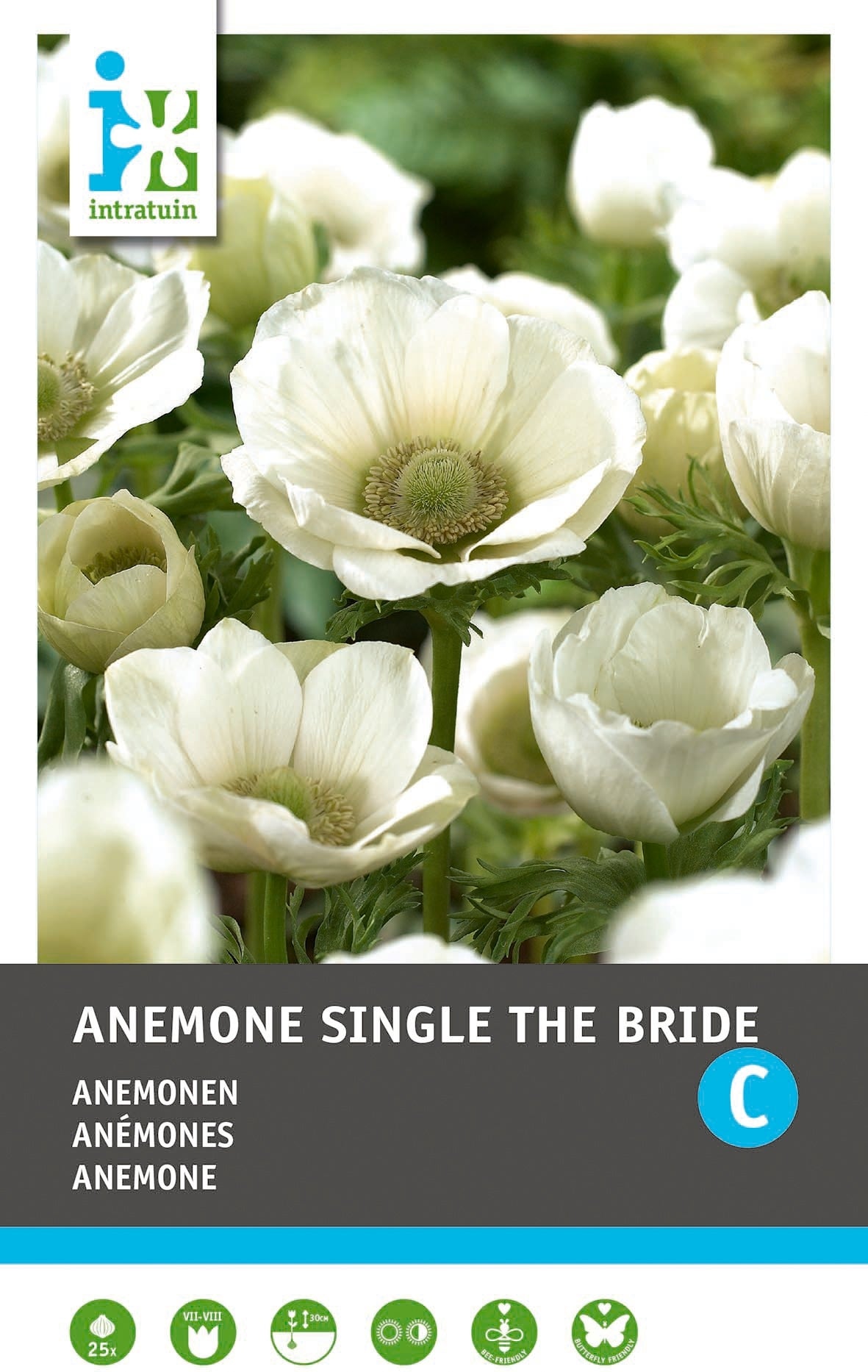 Intratuin Anemoon knol (Anemone single 'The Bride') 25 stuks