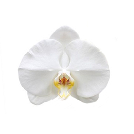 PHALAENOPSIS INDEPENDENCE 2 TIGES D12 H55