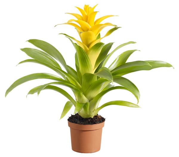 Guzmanie - Guzmania cultivars 'Deseo'