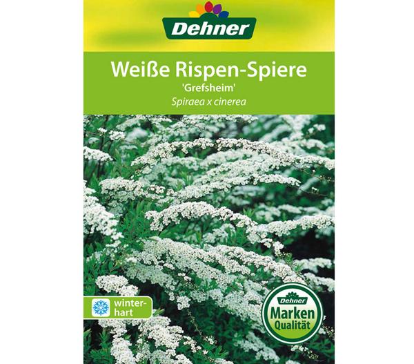 Rispenspiere 'Grefsheim'
