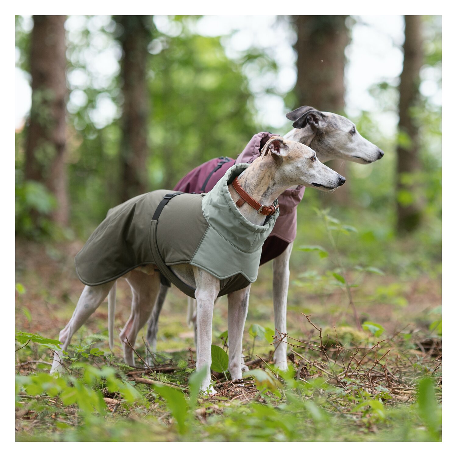 pawberry Hunde-Wintermantel Random - smokey olive
