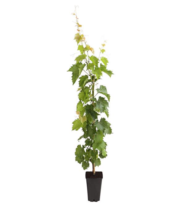 Dehner Gourmet Garten Tafeltraube 'Muscat