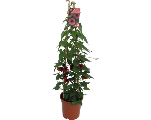 Rode Rudbeckia Pyramid FloraSelf Thunbergia alata Totale hoogte ca. 90 cm Ø 19 cm pot
