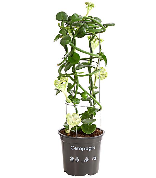 Kletternde Leuchterblume - Ceropegia