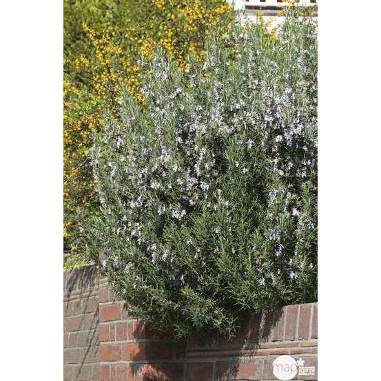 Plant de romarin : pot de 1 litre