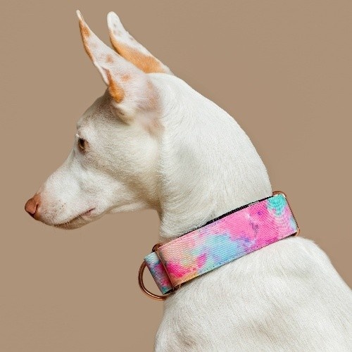 Coleira martingale Baona multicolorida em nylon reciclado para cães, coleira Yamuna para cães
