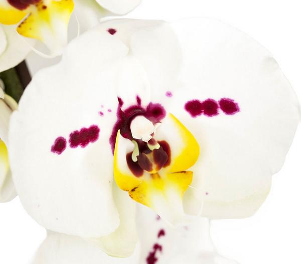 Schmetterlingsorchidee - Phalaenopsis