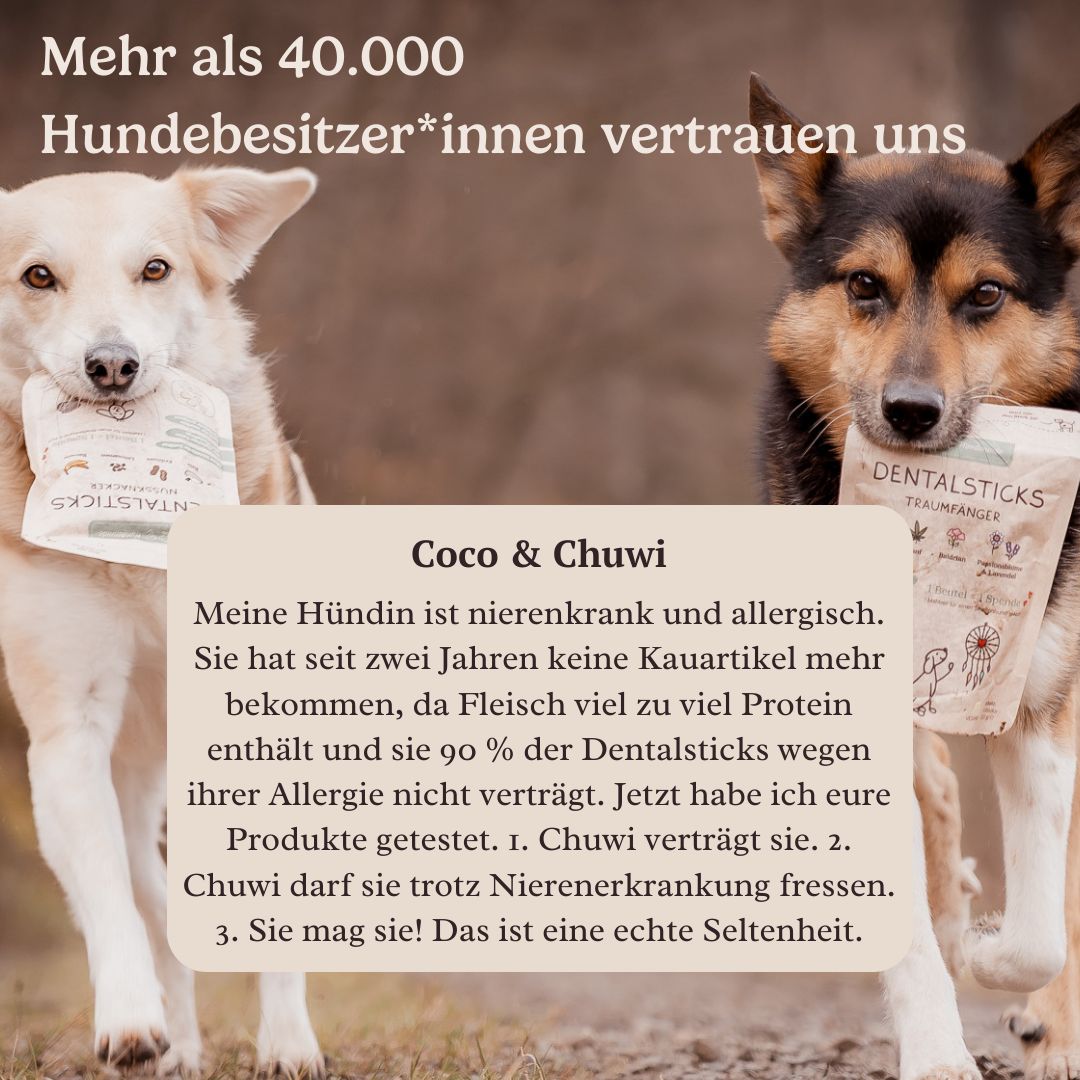Hunderunde Dentals Traumfänger