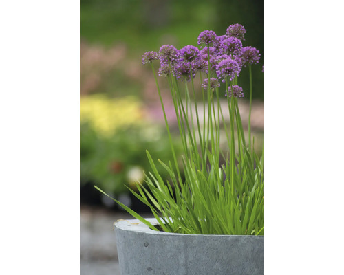 Sierui FloraSelf Allium 'Millenium' Co 3 L