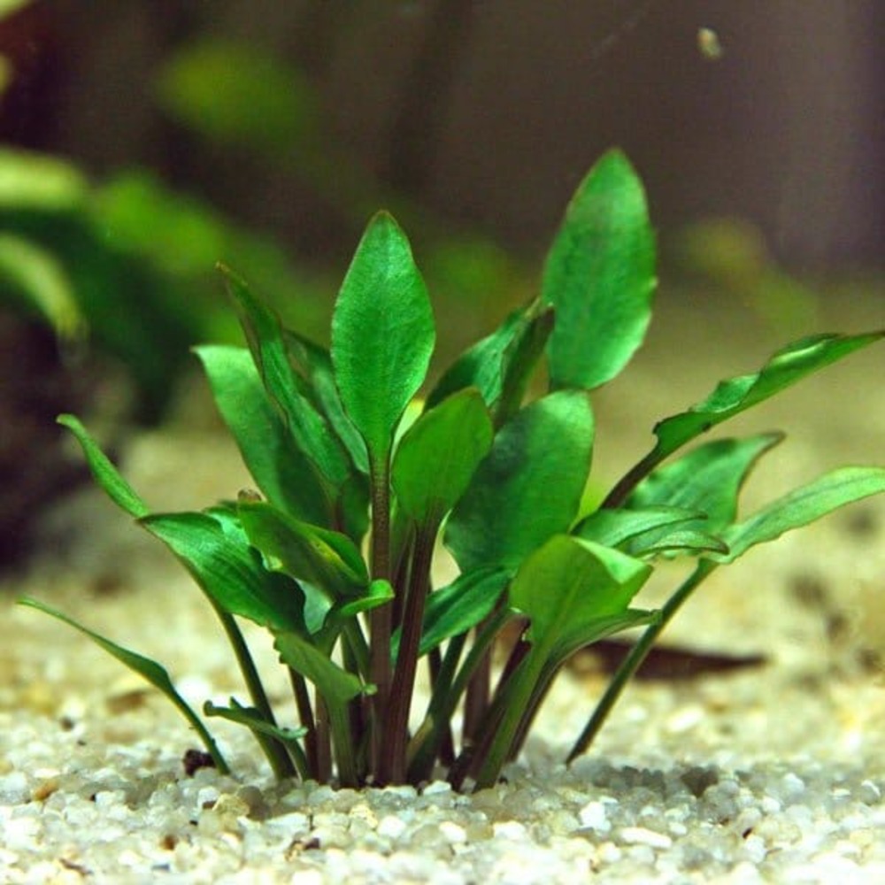 Cryptocoryne lutea hobbit