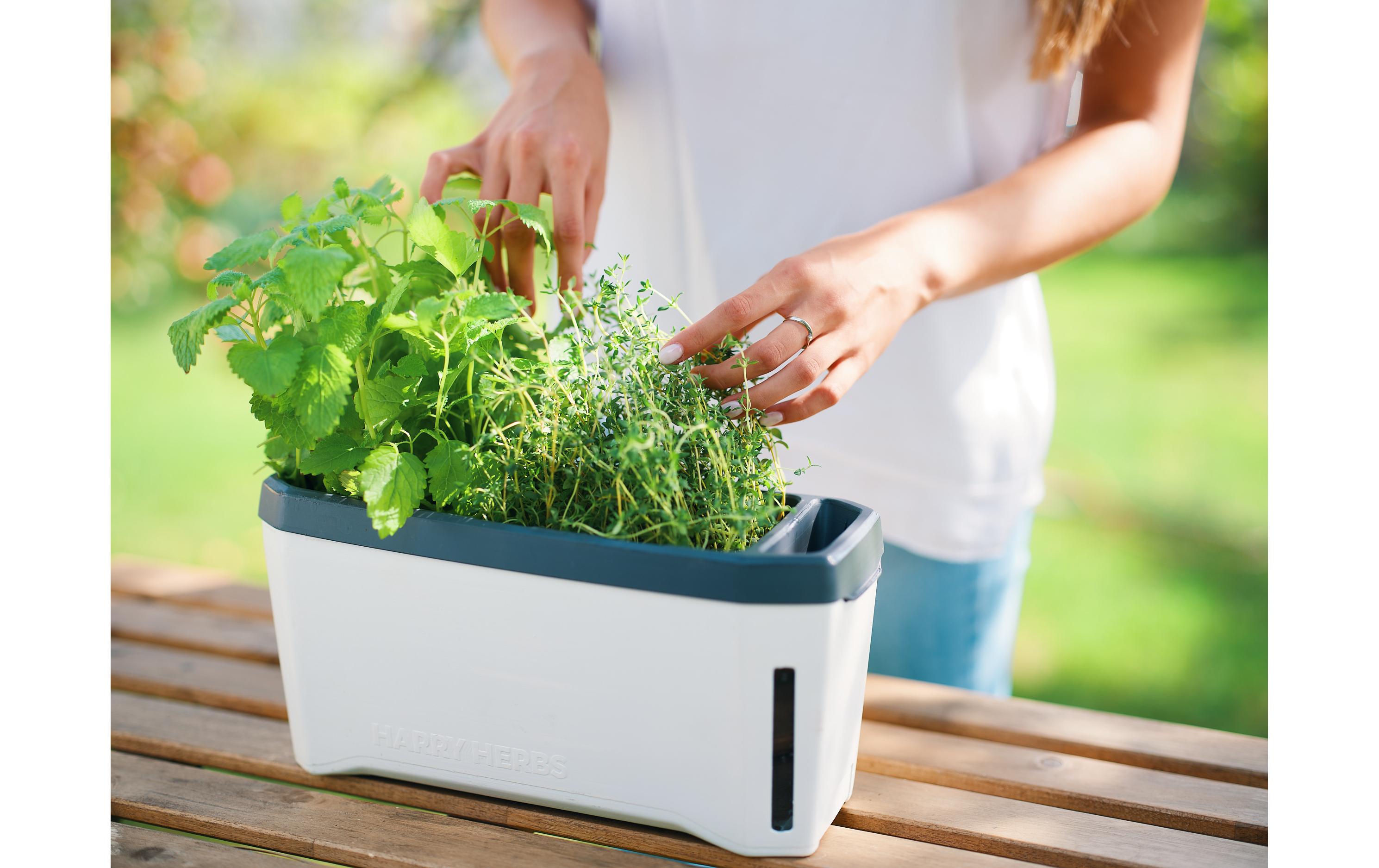 Kräutertopf HARRY HERBS mit Haube, WeissPflanzentopf