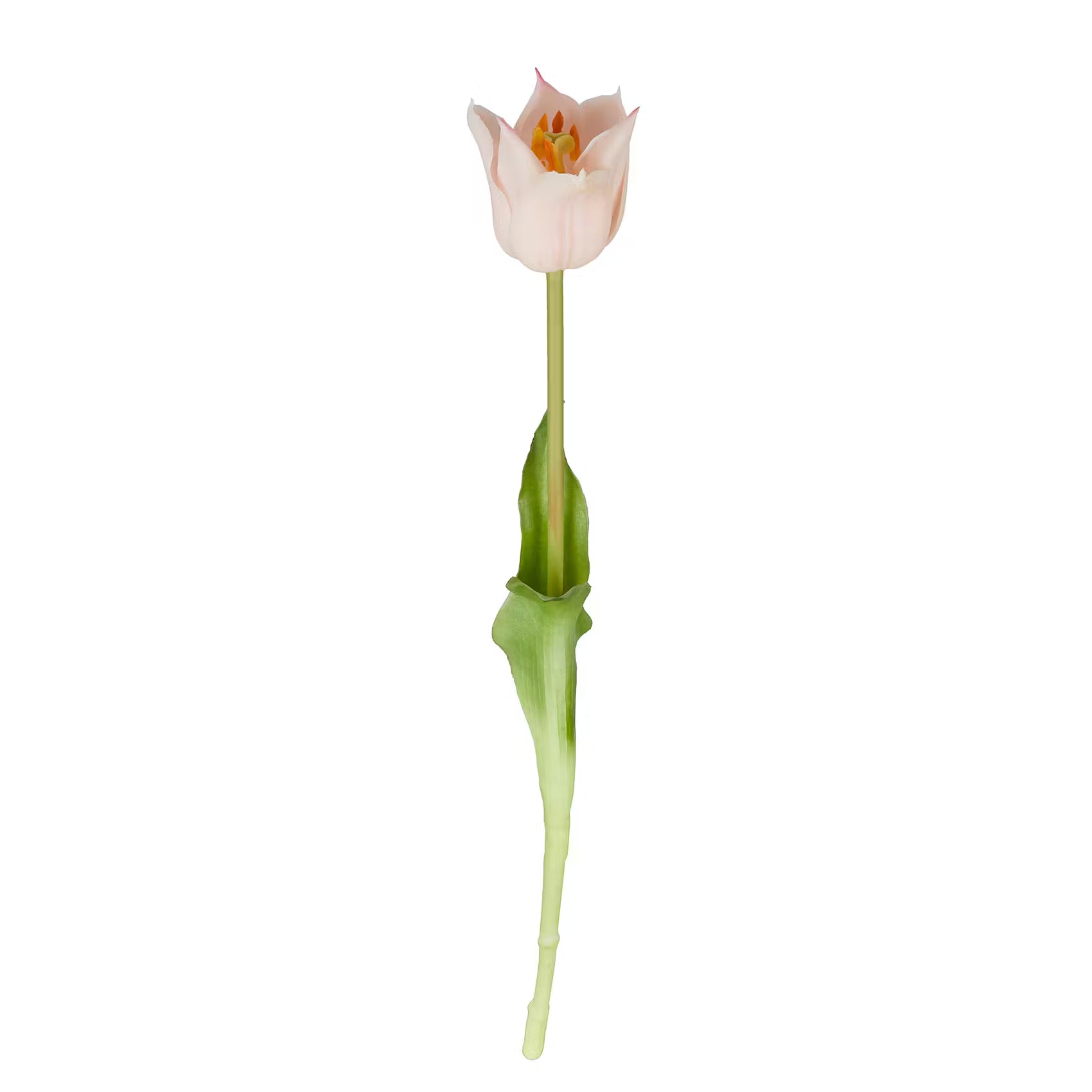 FLORISTA Tulpe 6er-Set