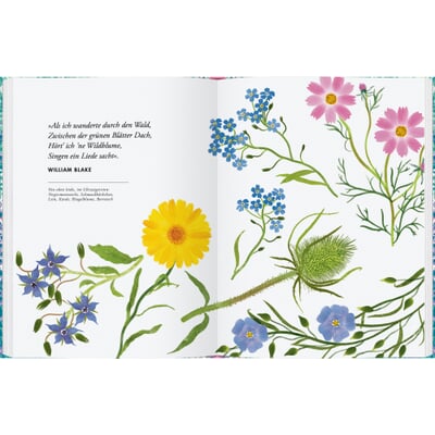 Wildblumen pflanzen - Nektarreiche Blüten für hübsche Nützlinge