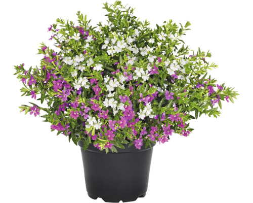 Japanse valse mirte, Cuphea Duo FloraSelf Ø 12 cm pot roze en wit