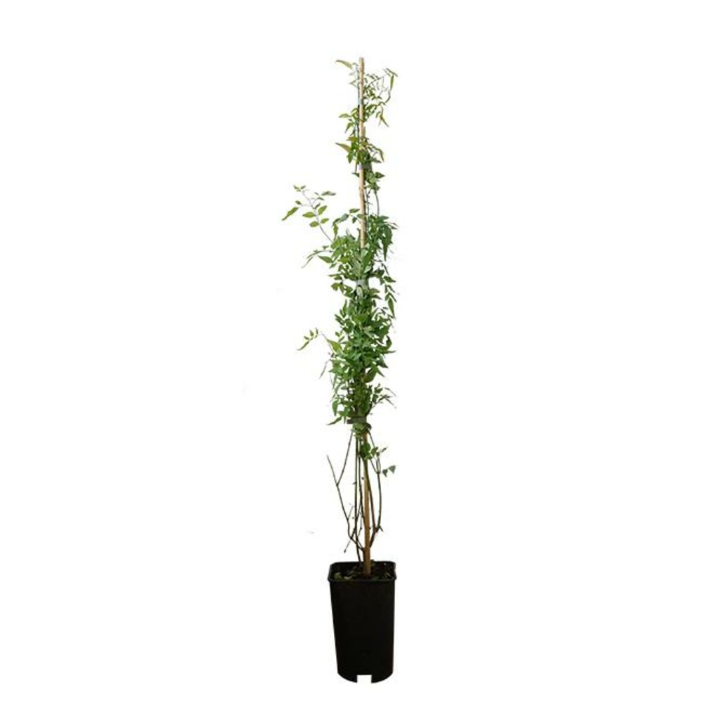 Jasmin blanc officinal jasminum officinalis 1,5l
