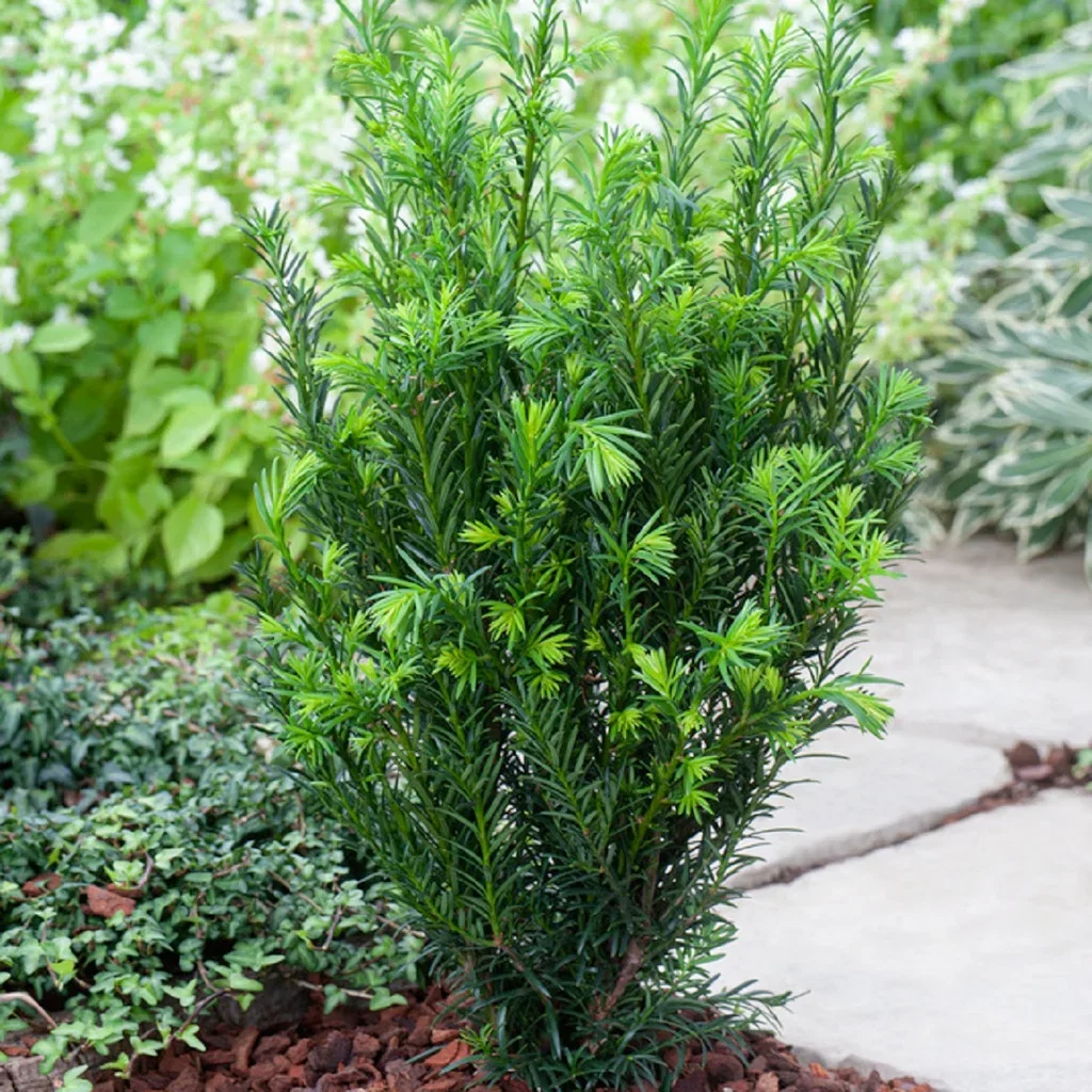 Taxus x media 'Groenland' Hybridbarlind 'Grønland' Ø24 cm