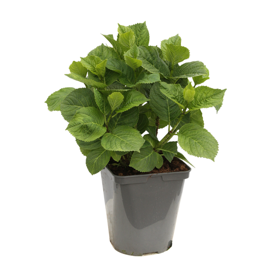 Hydrangea primeur 'Early Blue':pot 5L