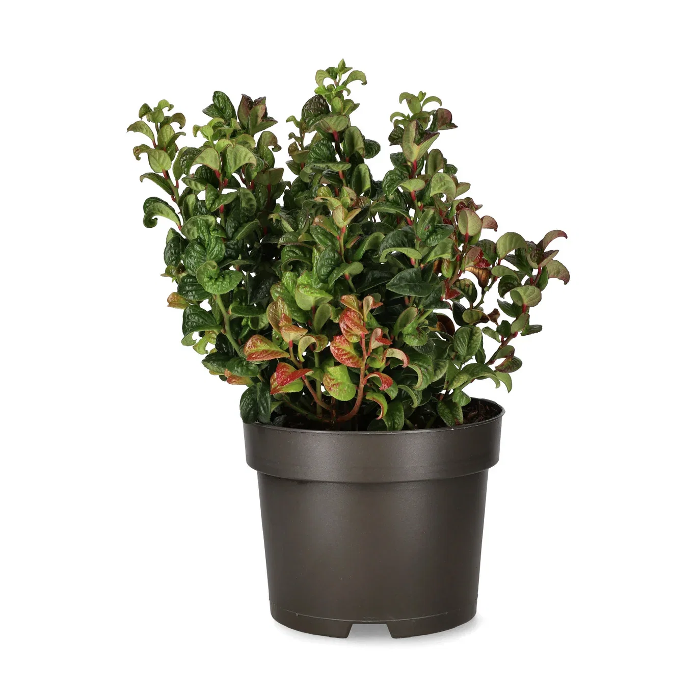 Leucothoe axillaris 'Curly Red' Leucothoe axillaris 'Curly Red' Ø17 cm