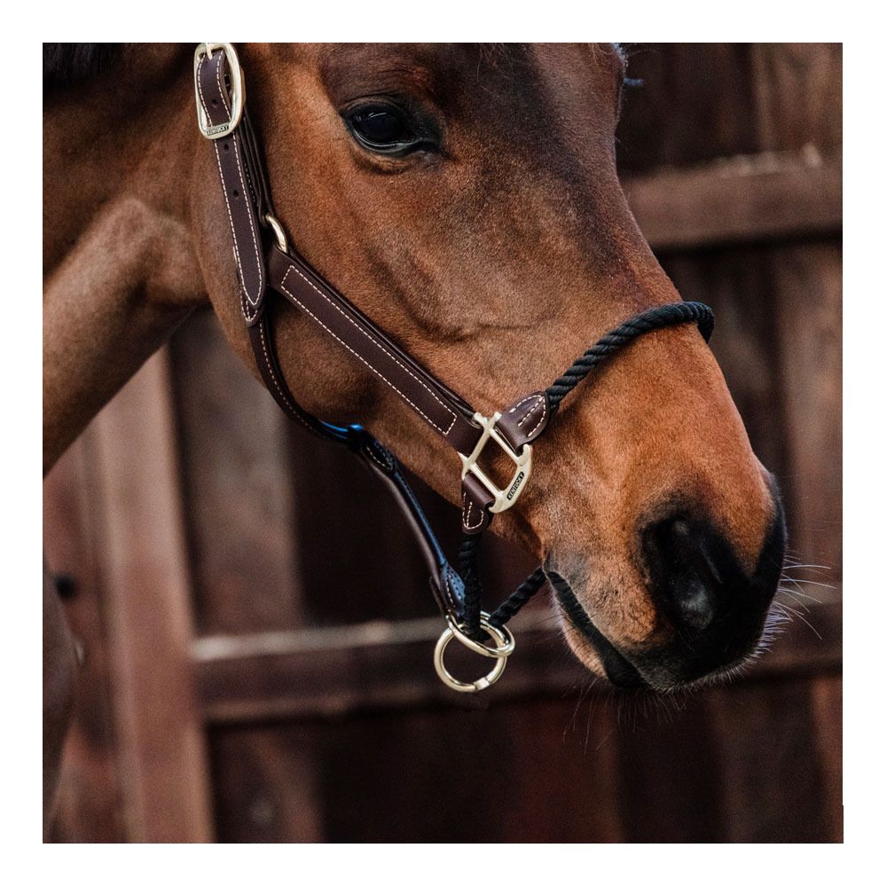 Kentucky ROPE CUIR - Licol brown