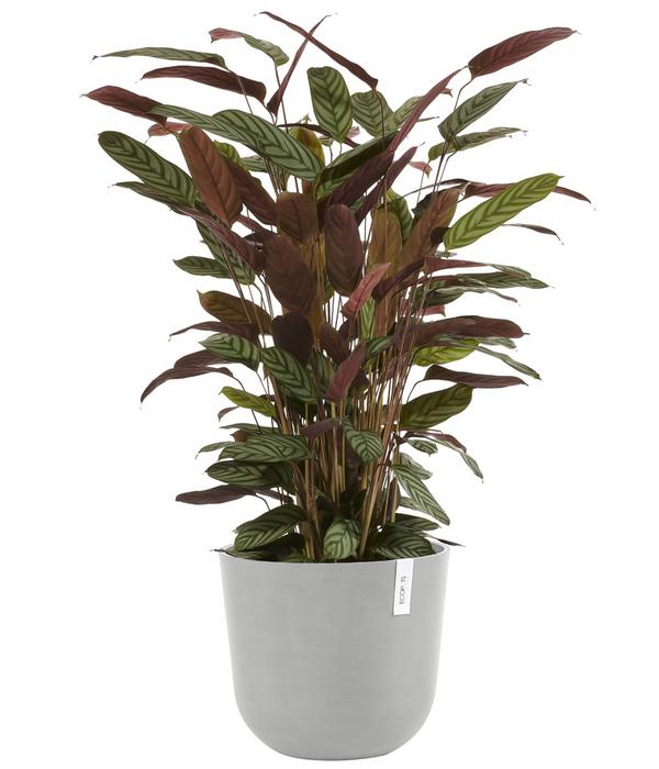 Ecopots Kunststoff-Topf Oslo mit Wassersystem,