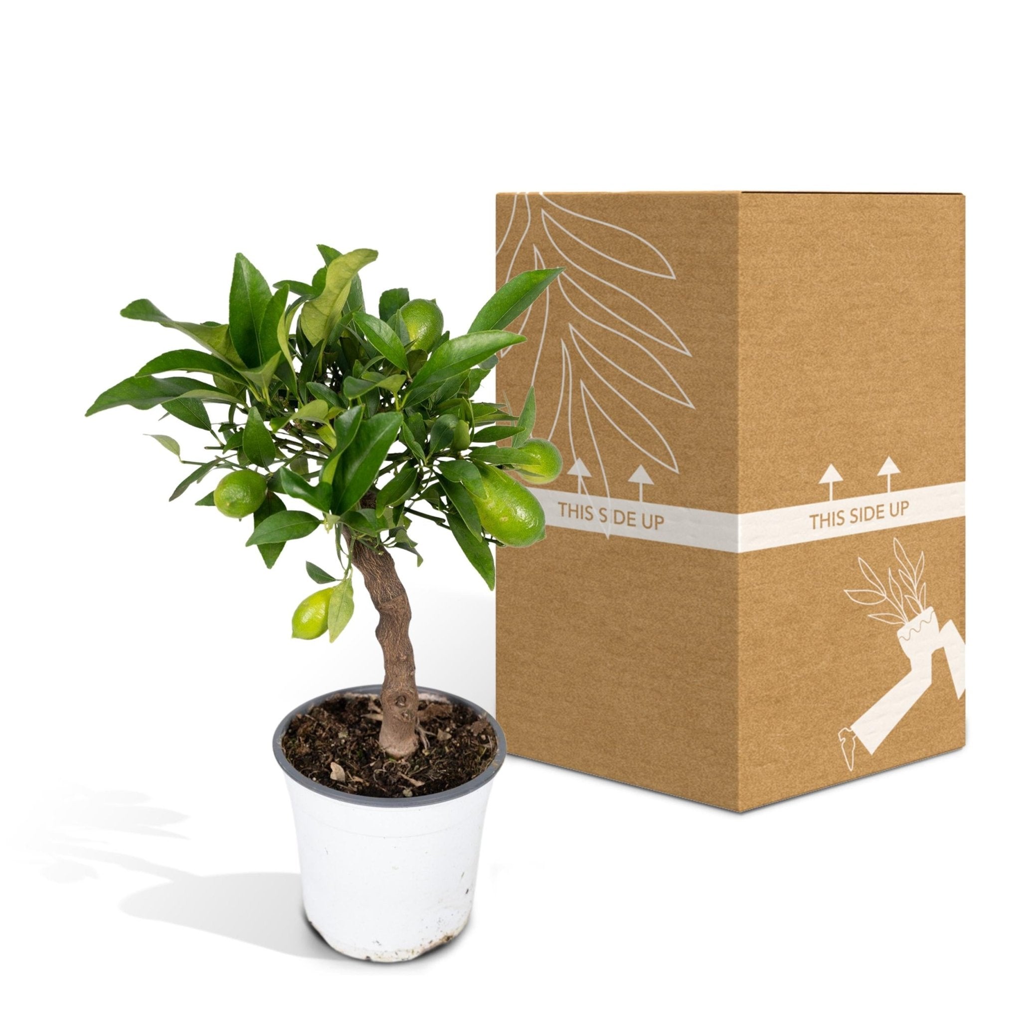 Petit citronnier h35cm