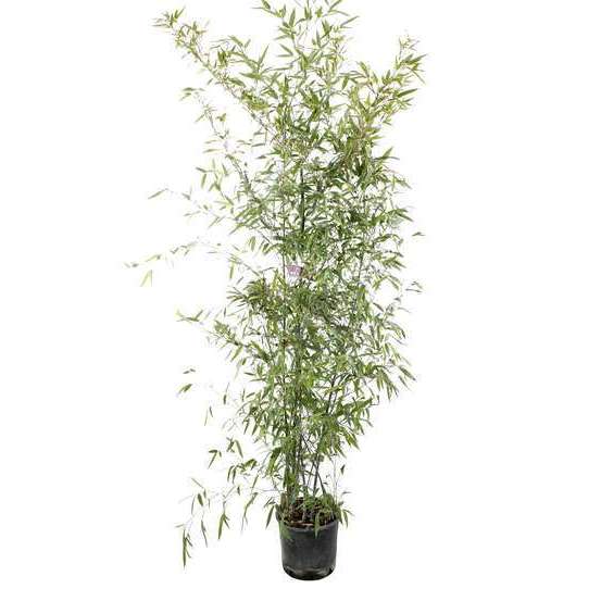 Bambou moyen phyllostachys nigra: pot de 7 litres