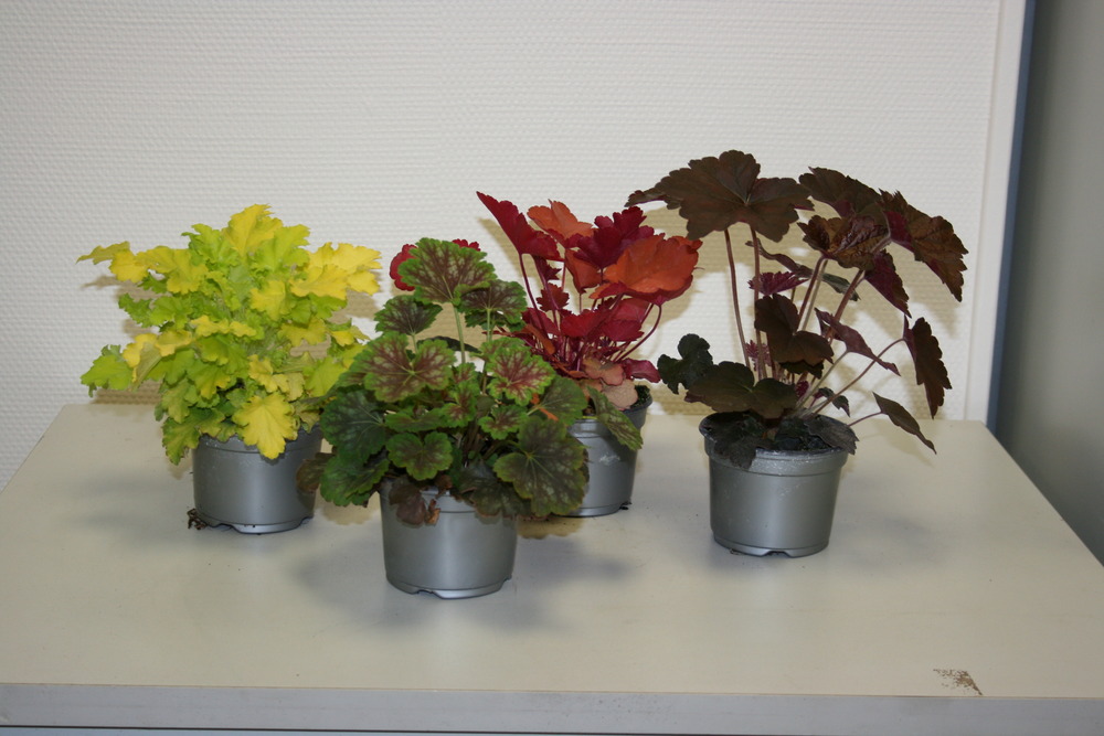 Plant de heuchera collection pot 10,5 cm