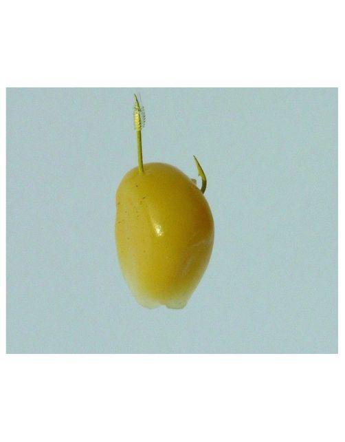 Gamakatsu Gama Booklet Corn 1130y #14-0.14mm 75cm - Vishaak -