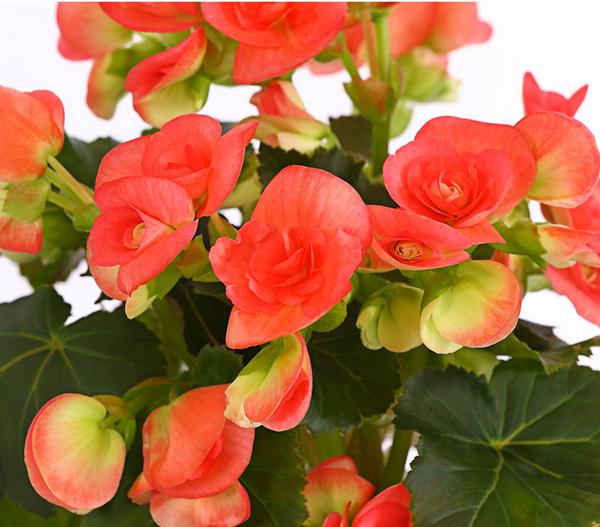 Elatior-Begonie - Begonia elatior