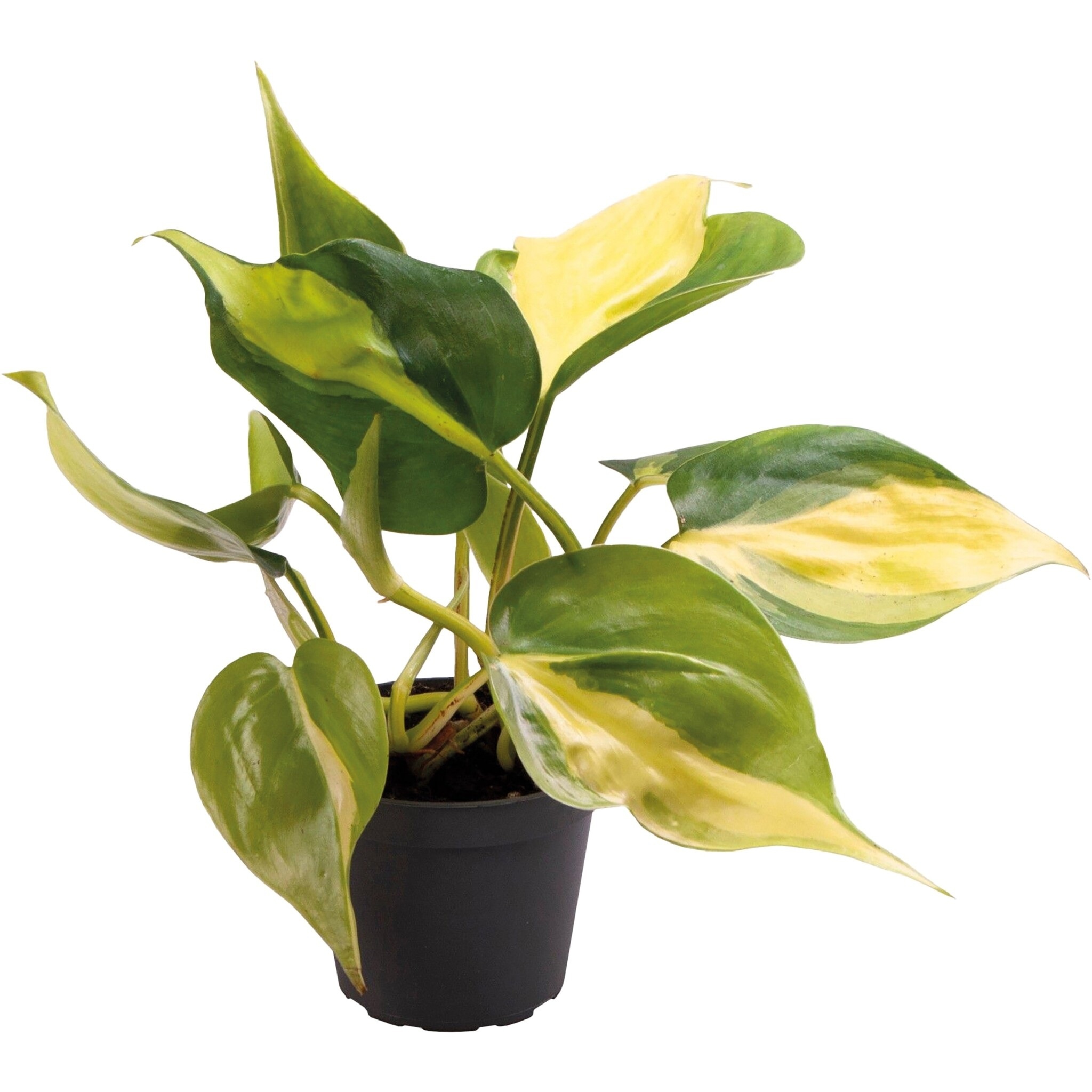 Terraplant Philodendron Scandens Brazil