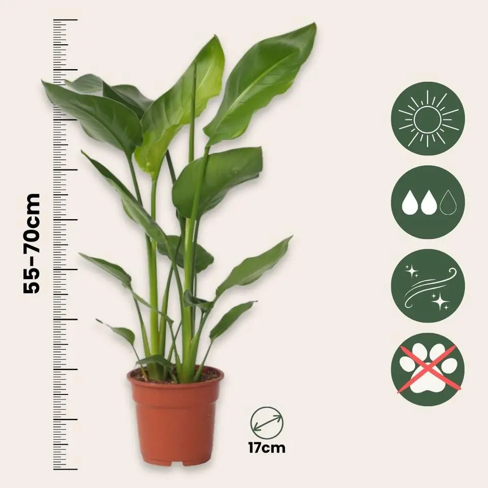 Paradijsvogelplant - Set van 2 - Strelitzia nicolai - Hoogte 55-70cm - ⌀17cm