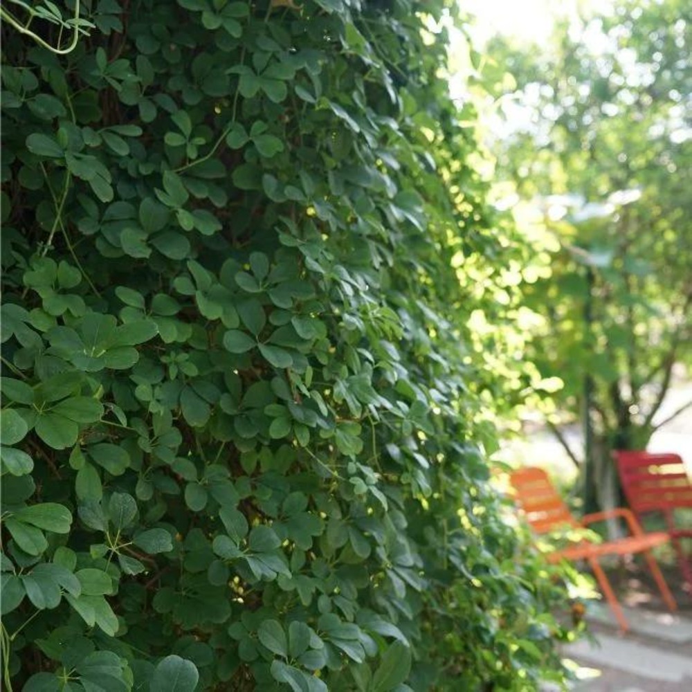 Akébie - akebia quinata 3l
