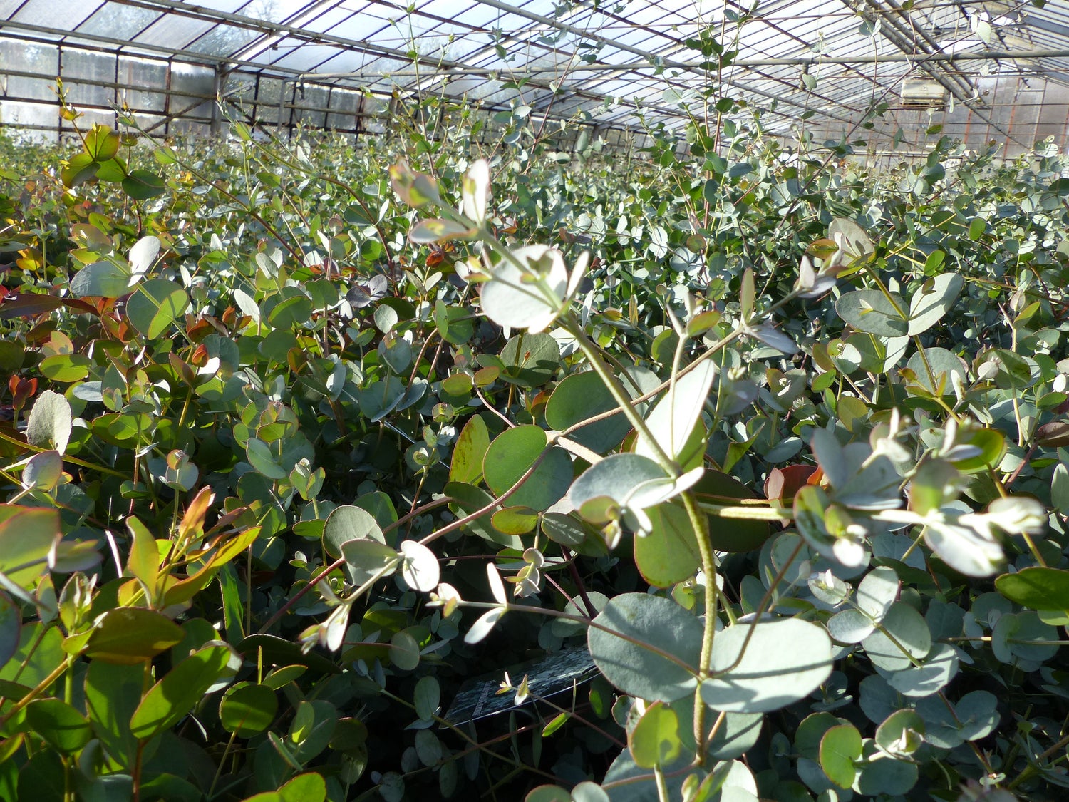 XXL Eucalyptus Gunni Gunnii Bush Eucalyptusboom 80 - 100 cm, Winterharde plant