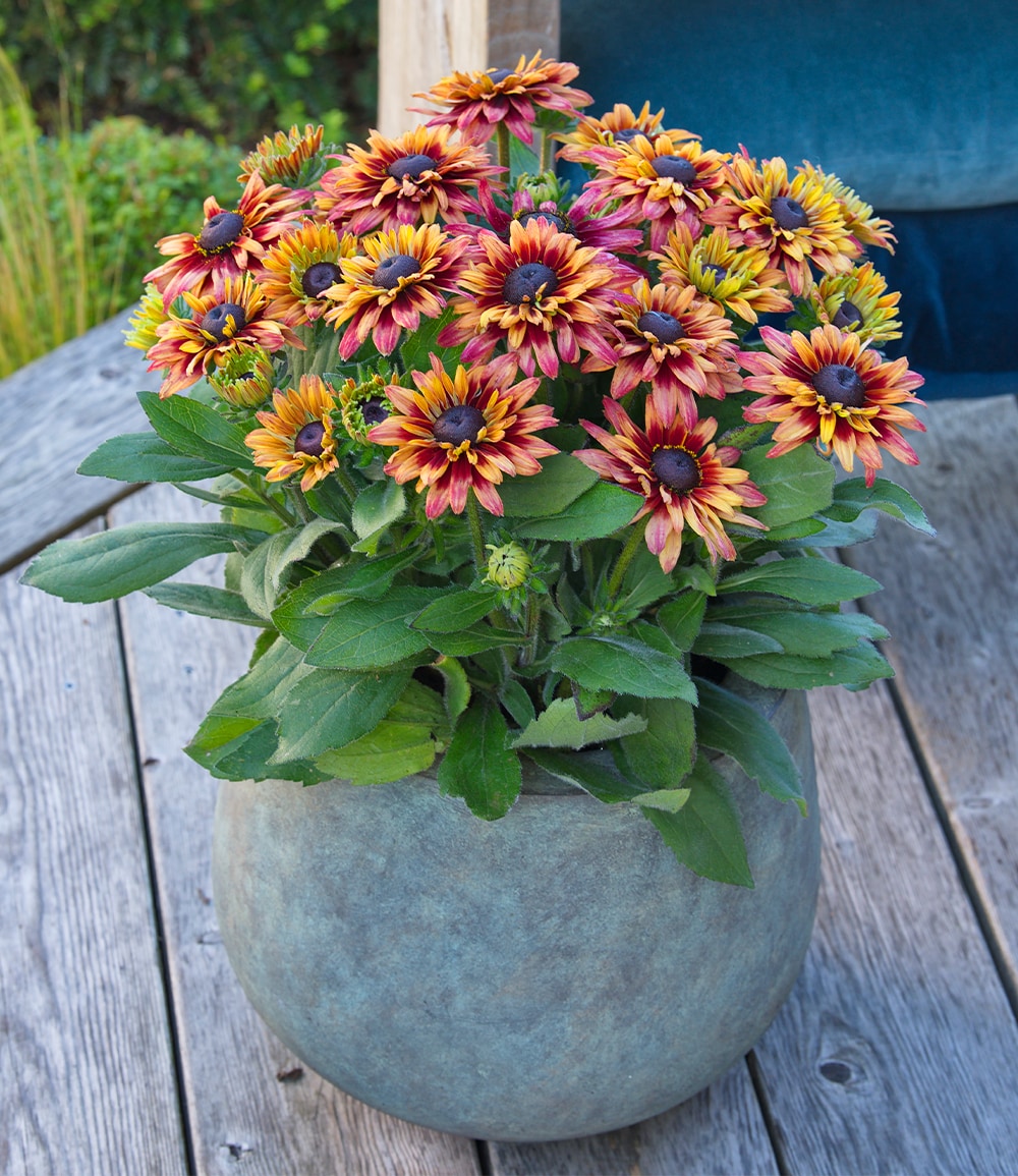 Rudbeckia 'Sunbeckia Cherry'