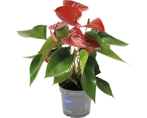 Flamingobloem/Anthurium FloraSelf Anthurium 'Picanta' Ø 12 cm pot