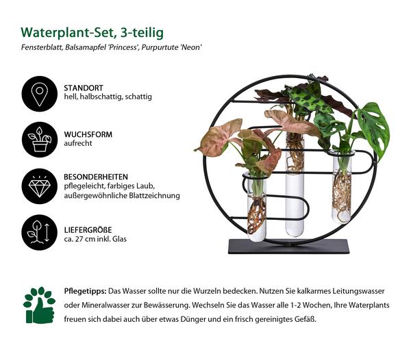 Waterplant-Set Dubai in Reagenzgläsern,