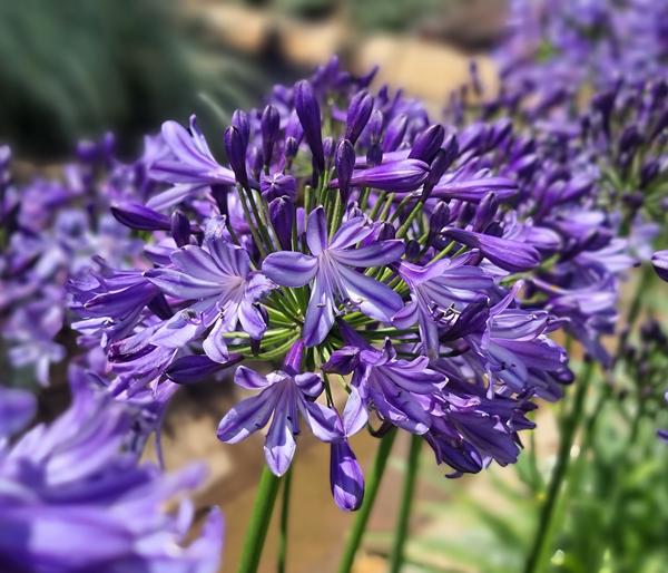 Schmucklilie 'Poppin Star', Landlust
