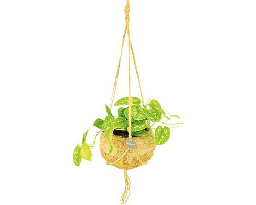 Kokodama hangmandset FloraSelf Pothos Mix Scindapsus H 30-35 cm Ø 15 cm pot willekeurige variëteitselectie