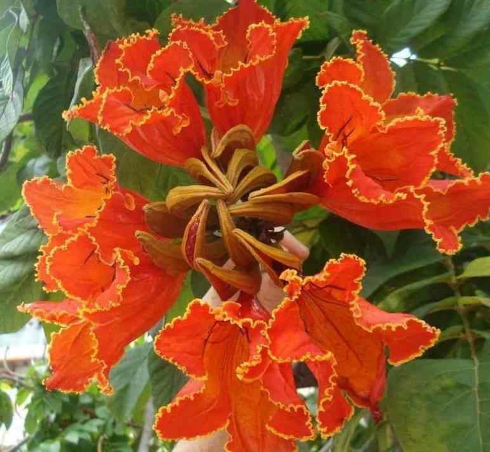Spathodea campanulata (tulipier du gabon) taille pot de 8l - 180/200cm