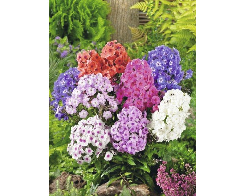 Vaste planten in diverse soorten FloraSelf H 15-30 cm Co 2 L