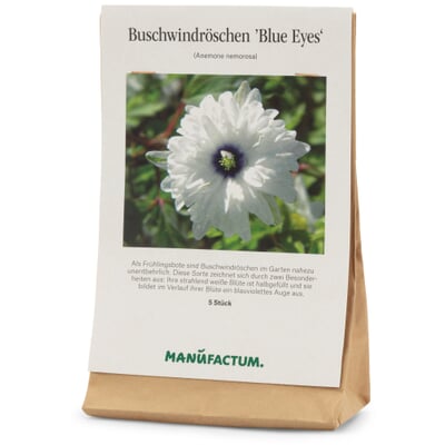 Blumenzwiebeln Buschwindröschen 'Blue Eyes'