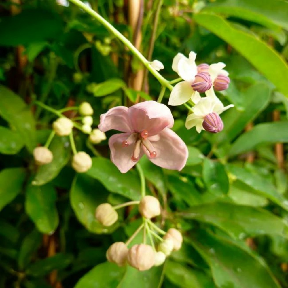 Akébie 'silver bells' - akebia quinata 3l